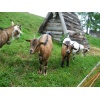 mini goats