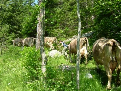 Alp-Aufzug